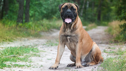 Bullmastiff looking at the camera