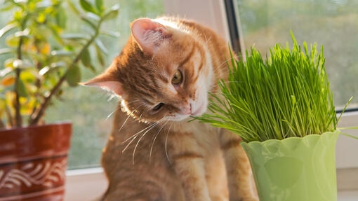 Cat sniffing a plant