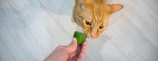 Cat is trying to eat a cucumber