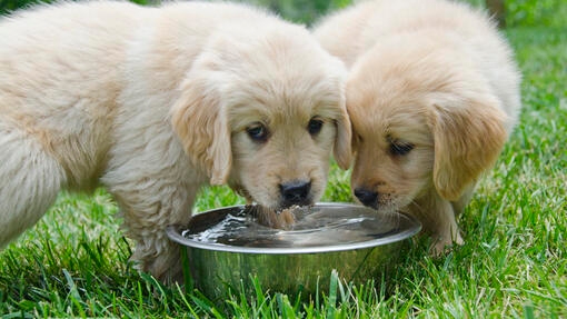 Two puppies drinking water from a bowl