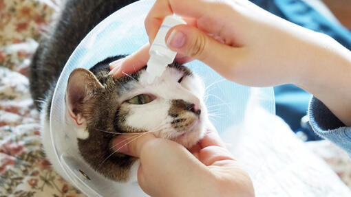 Cat gets eye drops