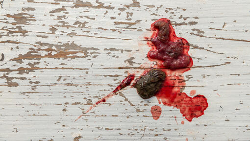 What Does It Mean If My Dog is Pooping Blood