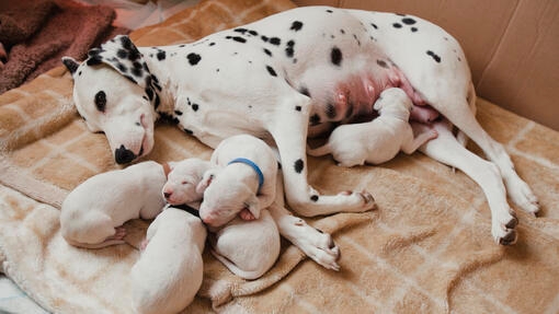 Dog with puppies laying on the floor