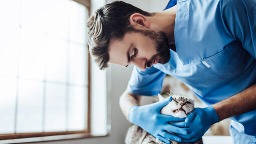 Cat at the vet chec