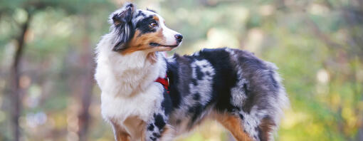 Australian Shepherd looking into distance