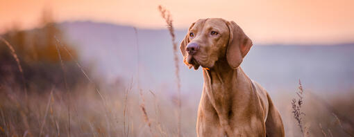 Vizsla standing in the field