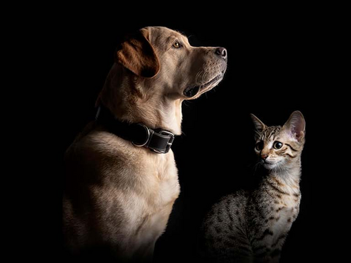 Cat and dog sat together