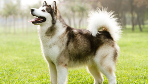 14 American Dogs You Need to Know About