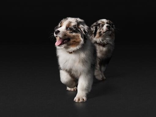 Puppy on black background