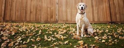 Labrador dog sitting outisde