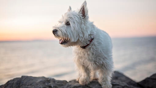 White Terrier standing in the field