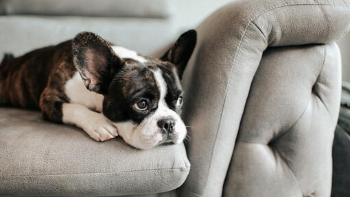 french bulldog on a sofa looking out the window