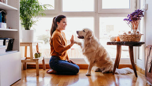 Woman giving Golden Retriever a hi5