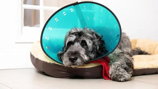 How To Care for Your Dog's Stitches After Surgery