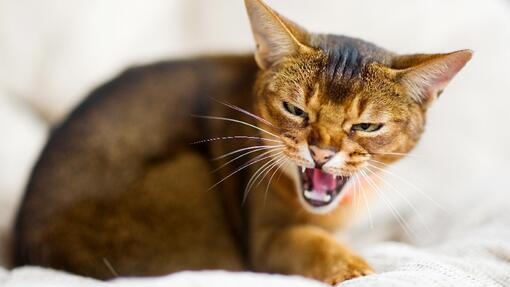 Abyssinian cat hissing