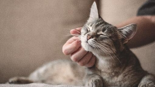 Grey cat enjoying a fuss by owner