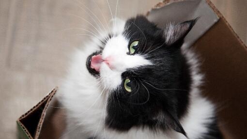 Black and white cat sat in a box looking up meowing