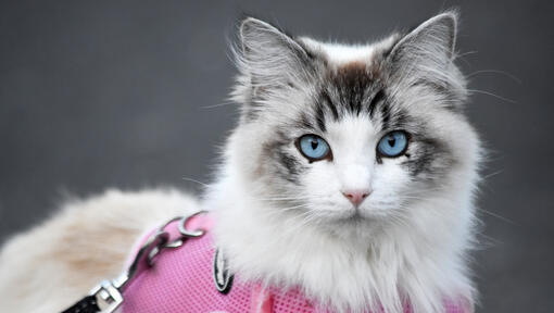 Ragdoll cat with pink harness