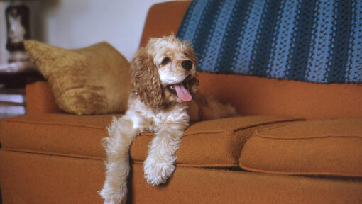 Happy cocker spaniel sitting on the couch