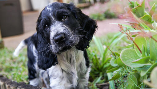 Close up of a Cocker Spaniel in the garden