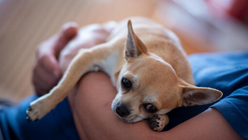 Chihuahua being held by owner