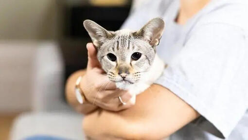 Cat being held in owners arms