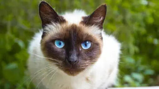 Purina | Getting a New Cat: What You Should Know