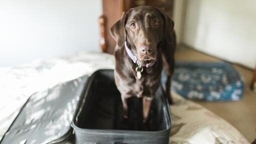 Chocolate Labrador Retriever Dog Standing in Empty Suitcase