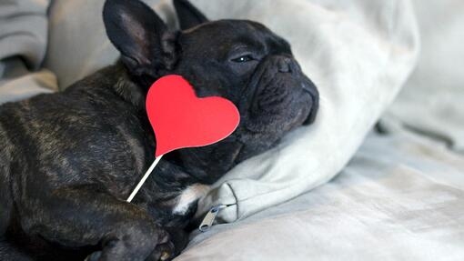 Dog lying on a sofa Holding a red heart