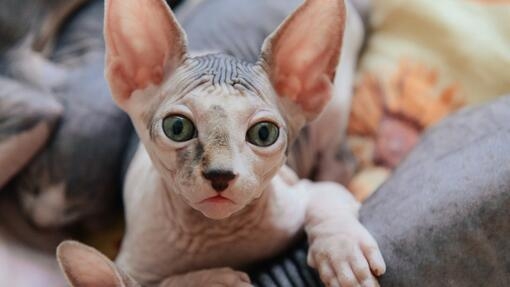 Sphinx cat lying with his brothers and sisters