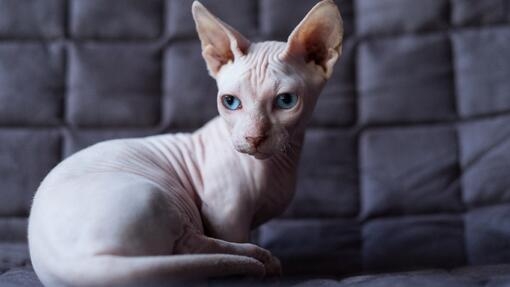 cats without hair