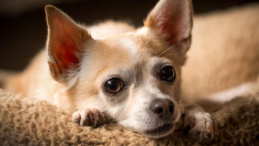 Chihuahua resting on a blanket