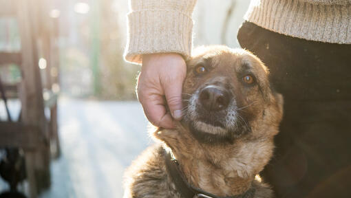 German Shepherd next to its owner outdoors.