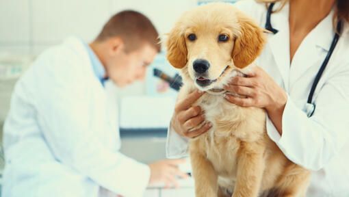 Healthy Labrador Retriever Puppy after medical exam