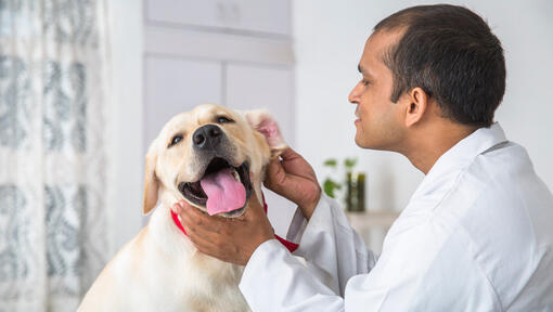 Veterinary Doctor Does Medical examination on a Yellow Labrador Retriever