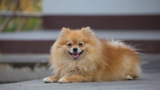 Happy Pomeranian lying down and smiling at camera