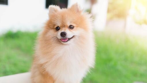 pomeranian spitz smiling