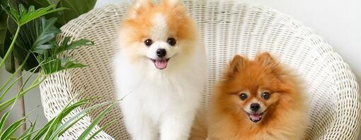 Two Pomeranians sitting together on a chair and smiling.
