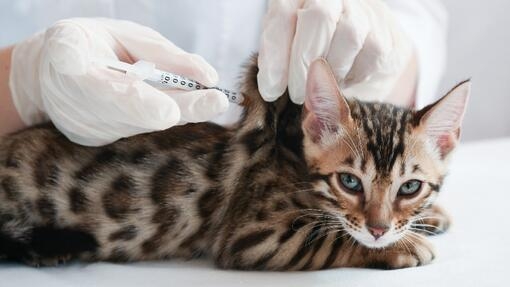 Vet giving an injection to a cat.