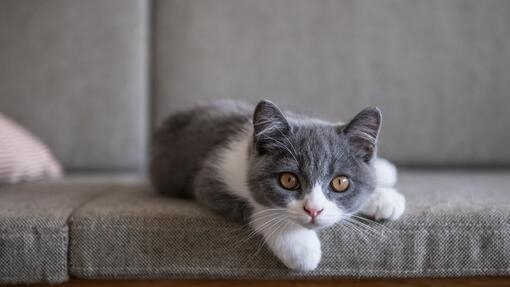 Cute British Shorthair Cat lying on the sofa