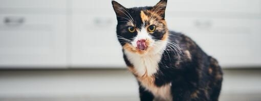 Cat licking its mouth after eating food