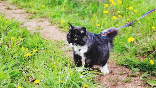 Black and white cat investigating outside