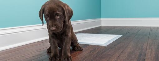 Labrador puppy urinating on the floor