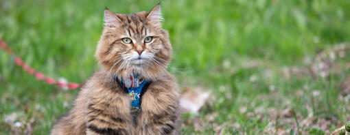 Siberian Cat on the leash