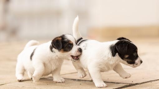 a pair of Jack Russell puppues playing together