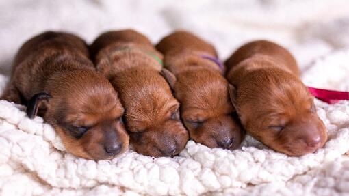 Four newborn puppies sleeping next to each other n a line