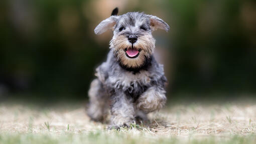 puppy schnauzer playing outside