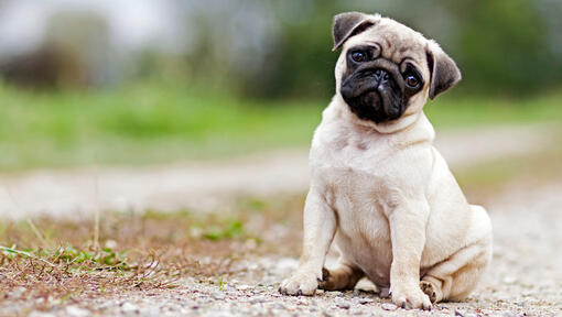 pug puppy sitting outside