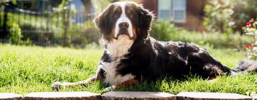 Bernese Mountain Dog in the sunshine