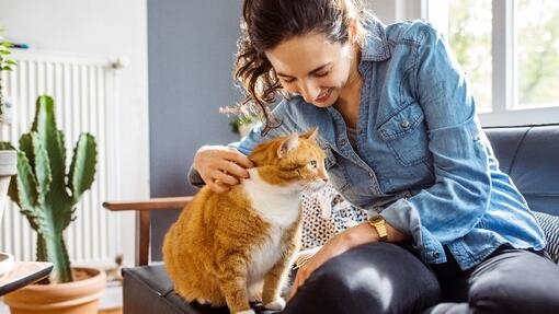 A cat being fussed by its owner